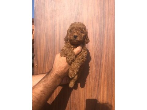 Toy poodle yavrularımız