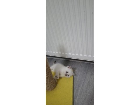 Yeni yuvasına hazır british shorthair yavrumuz