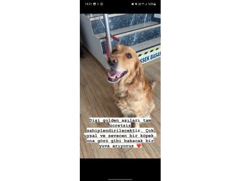 Ücretsiz takip şartıyla sahiplendirilecek golden retriever