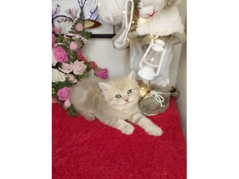 Top kafa ayı suratlı tatlış british kedilerimiz