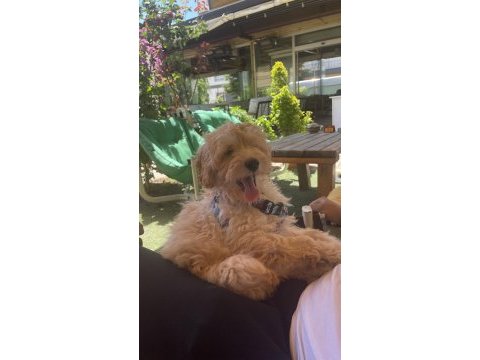 3 aylık maltipoo