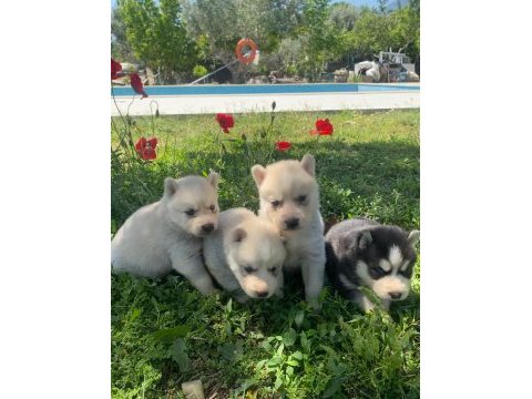 Safkan husky yavruları ruhsatlı çiftlikten