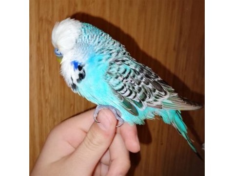 Erkek show jumbo muhabbet kuşu