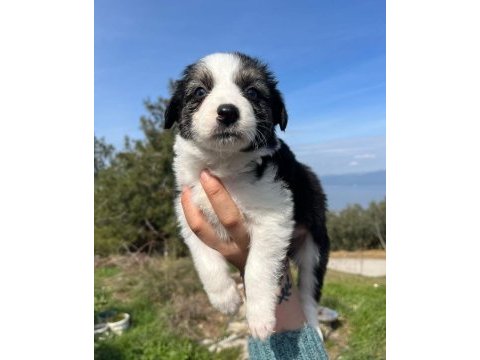 Baby face border collie bebekler