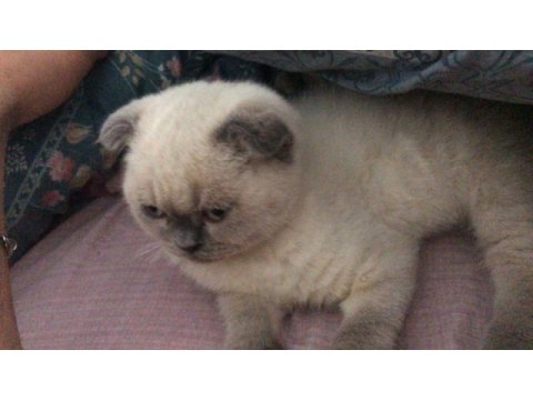 Sahiplendirme scottish fold