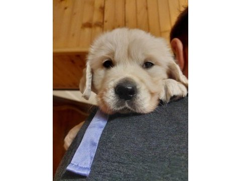 Golden retriever yavrular istenirse kapınıza teslim