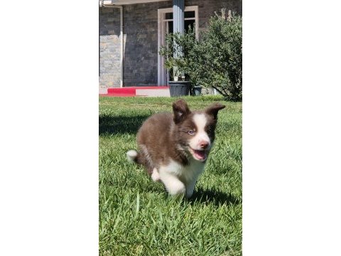 Birinci sınıf safkan border collie yavruları 