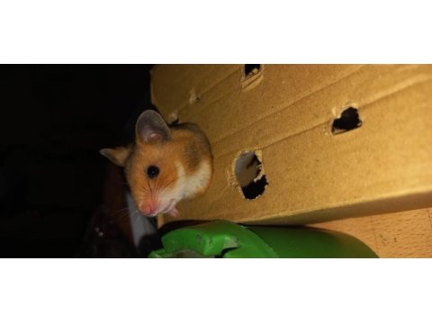 En nadir türden syria hamsterları