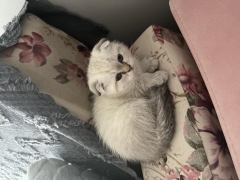 Minik scottish fold oğlumuza yeni yuva