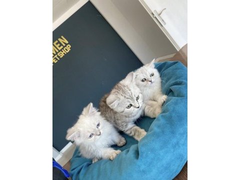 En güzel brıtısh shorthair yavrular ankara