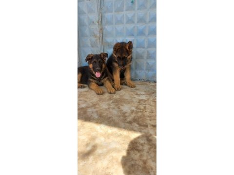 Az insan bol huzur çok köpek isteyenlere alman kurdu