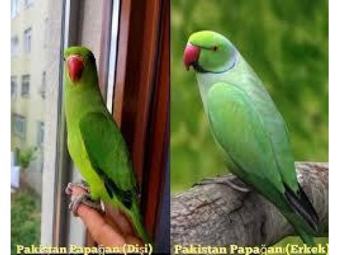 4 aylık pakistan papağanı
