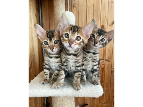 Safkan bengal yavruları ozyfelines