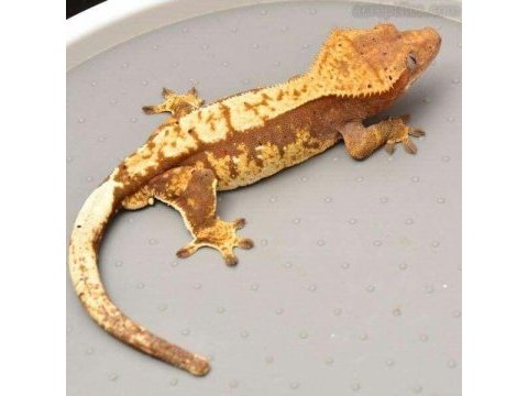 Süper genetikte crested geckolar