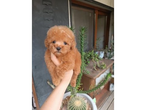 Poodle yavrular evlerine gitmeye hazır