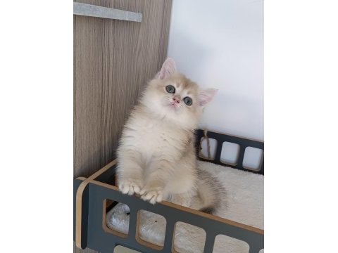 Blue golden erkek yavru british shorthair