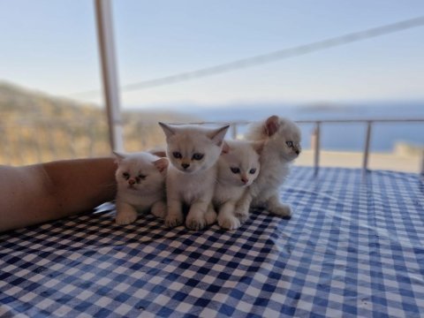 British longhair 2.5 aylık 2 dişi 2 erkek