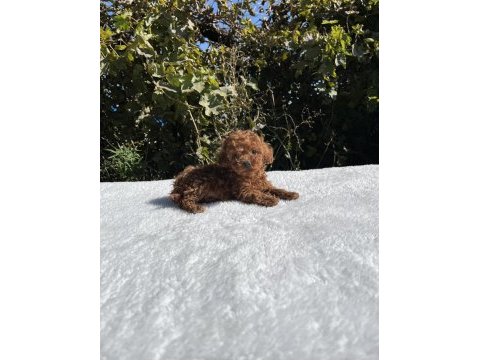 Kore kan aşılı bebek köpekler