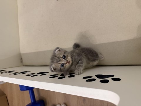 Sevimli yavru kediler saf kandır