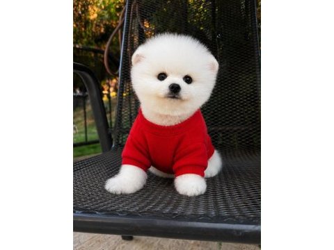 Pomeranian boo kusursuz