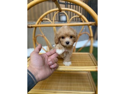 Teacup tuvalet eğitimli maltipoo bebekler