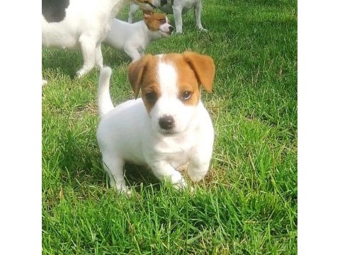 Kısa bacak jack russell yavruları