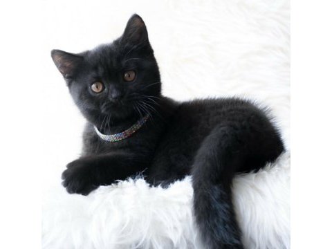 Simsiyah kadife yavru kedimiz puma teslıme hazır
