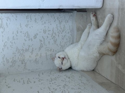 Beyaz erkek scottish fold 9 aylık