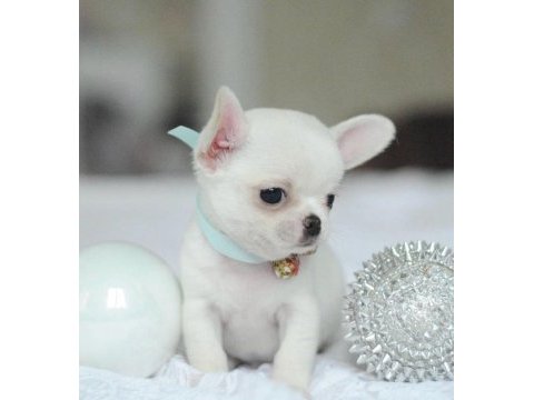 Xs dişi erkek safkan chihuahua yavrularımız