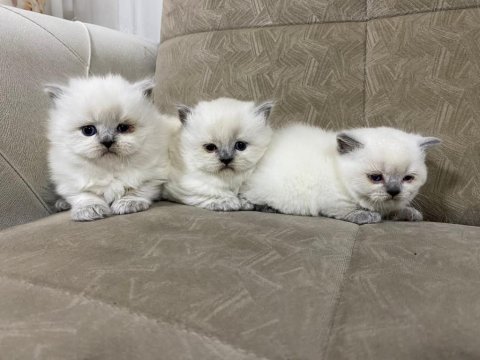 British shorthair blue point