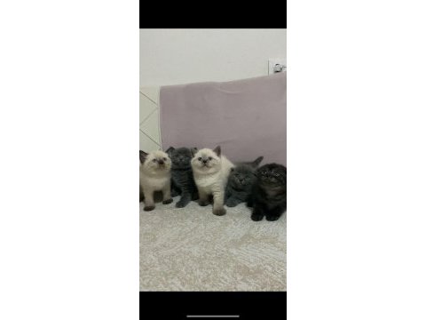 Safkan orjinal ırk british shorthair yavrularımız