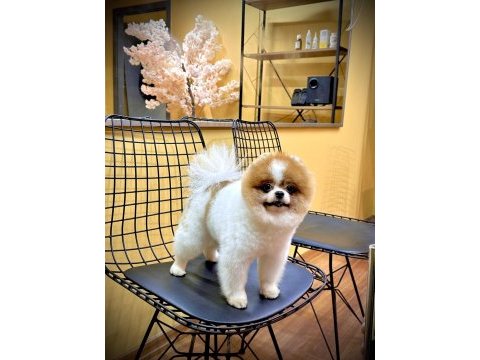 Oğluma eş arıyorum çiftleştirmek için pomeranian boo