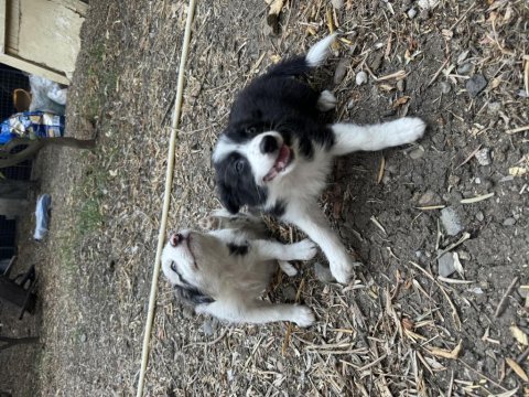 Üreticiden safkan border collie
