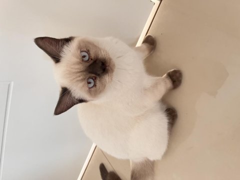 Sahibinden british blue point yavruları