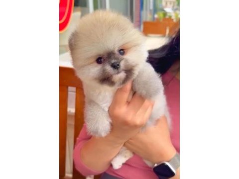 Sağlık ve ırk garantili pomeranian