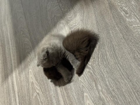 Minik british shorthair kediler