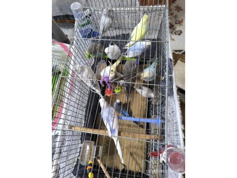 2 4 aylık yavru dişi erkek muhabbet kuşları