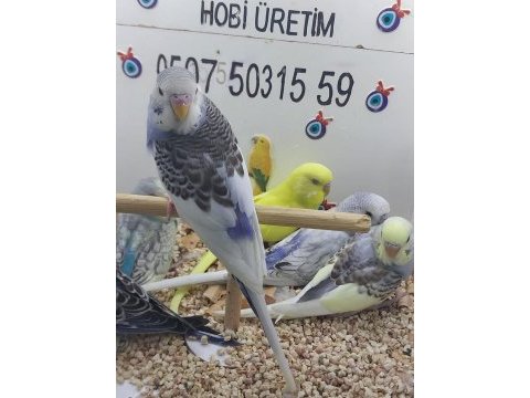 Yavru muhabbet kuşları