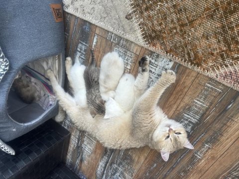 3 dişi 1 erkek şecereli yavru kediler