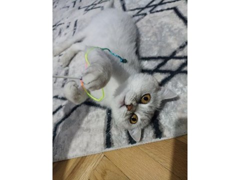 British shorthair kısır dişi