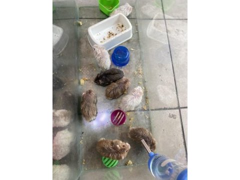 Gonzales hamsterler yavru-erkek-dişi hepsi mevcut