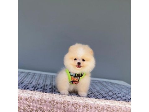 Pomeranian yavrularımız