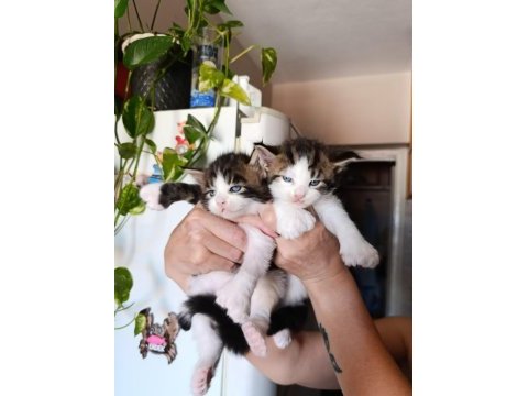 İşin ehlinden sağlıklı ve şirin maine coon yavrular