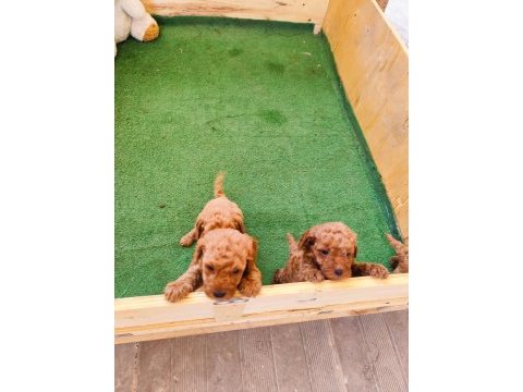 Toy poodle bebişler