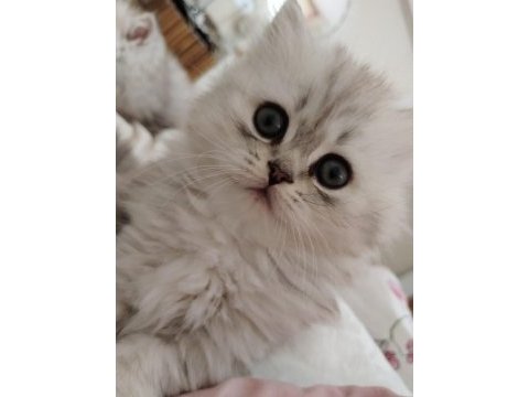 British longhair kedilerim sahipleri bekliyor