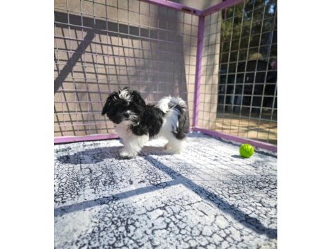Shih tzu yavrularımızı kaçırmayın