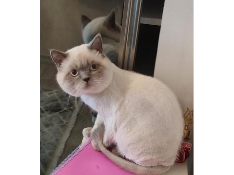 British longhair bulut oğlumuza bakacak bir yuva arıyoruz