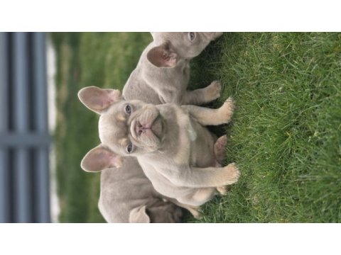 Renkli gözlü ev ortamında bakılan french bulldog yavrularım