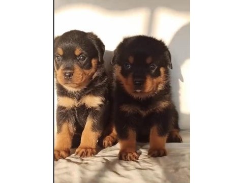 Orj macar yurt dışı üretim rottweiler yavrularımız