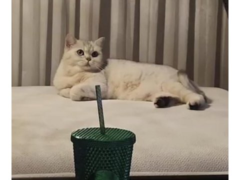Kedimiz zeynebime yuva arıyorum
